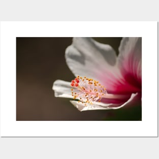 White & Pink Tropical Hibiscus Flower Macro Photograph Posters and Art